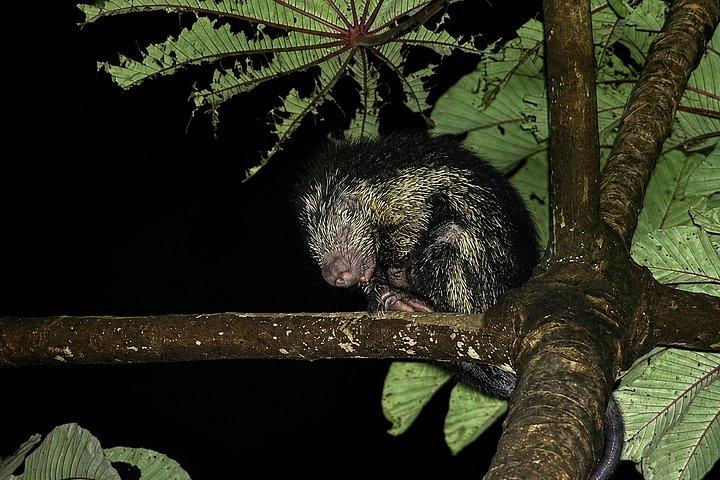 Guided Night Tour in Monteverde Cloud Forest