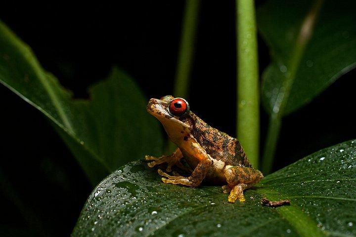 Guided Night Tour in Monteverde Cloud Forest