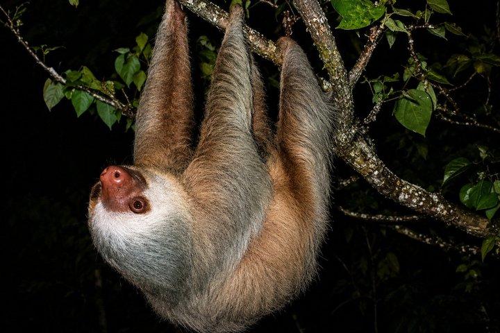 Tour guidato notturno nella foresta delle nuvole di Monteverde