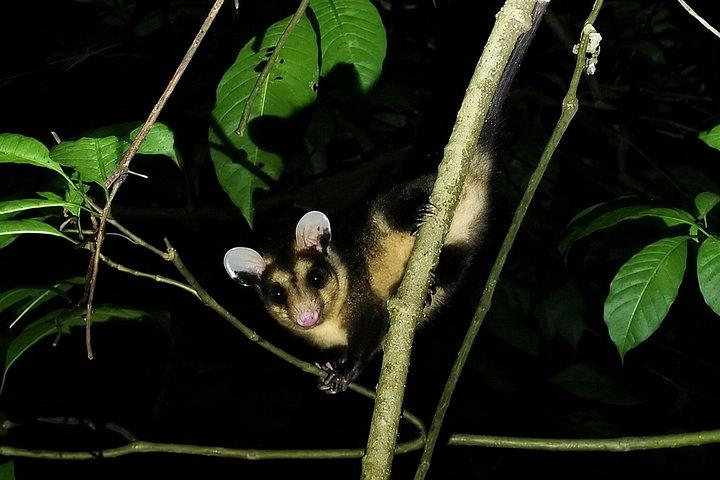 Guided Night Tour in Monteverde Cloud Forest