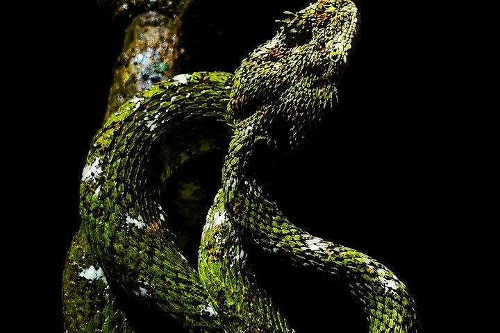 Guided Night Tour in Monteverde Cloud Forest