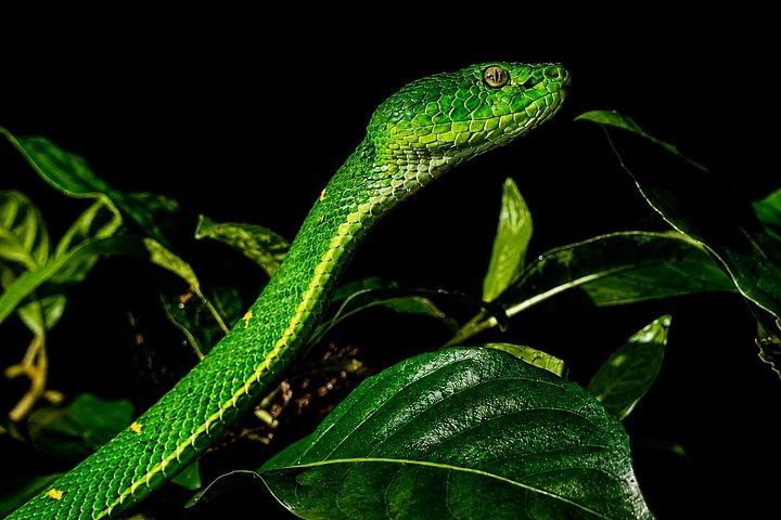 Guided Night Tour in Monteverde Cloud Forest