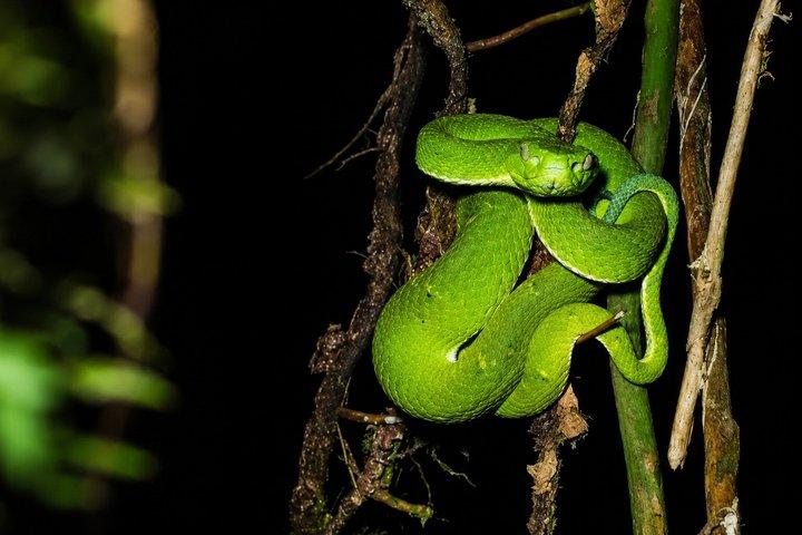 Tour guidato notturno nella foresta delle nuvole di Monteverde