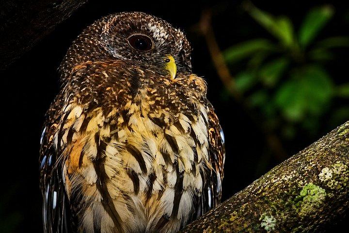 Guided Night Tour in Monteverde Cloud Forest