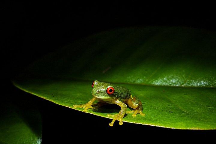 Guided Night Tour in Monteverde Cloud Forest