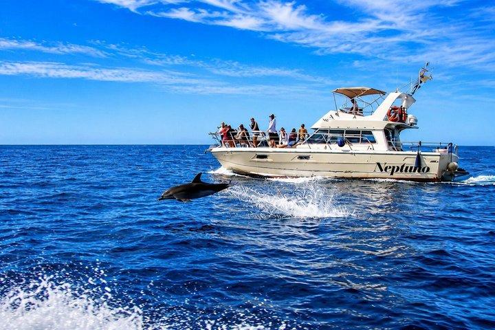 テネリフェでクジラを発見：乗り合いヨットツアー、スイム＆ランチ