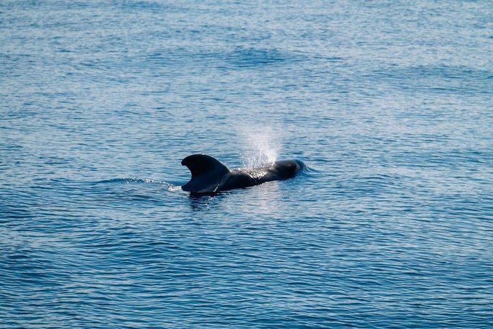 テネリフェでクジラを発見：乗り合いヨットツアー、スイム＆ランチ