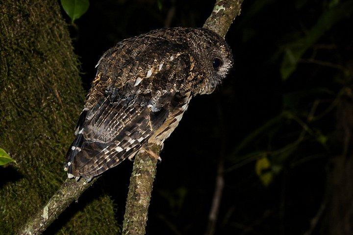 Guided Night Tour in Monteverde Cloud Forest