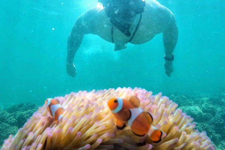 トゥンク・アブドゥル・ラフマン海洋公園でのガイド付きシュノーケリングツアーとランチ