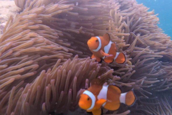 トゥンク・アブドゥル・ラフマン海洋公園でのガイド付きシュノーケリングツアーとランチ