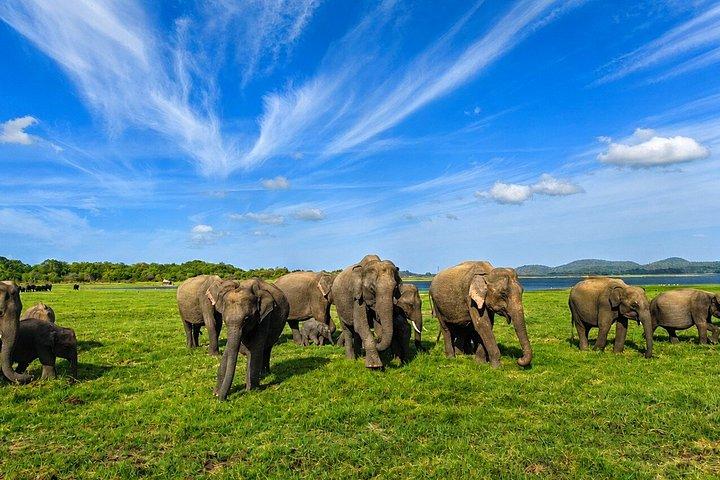 ミンネリア国立公園 プライベート象野生動物サファリ