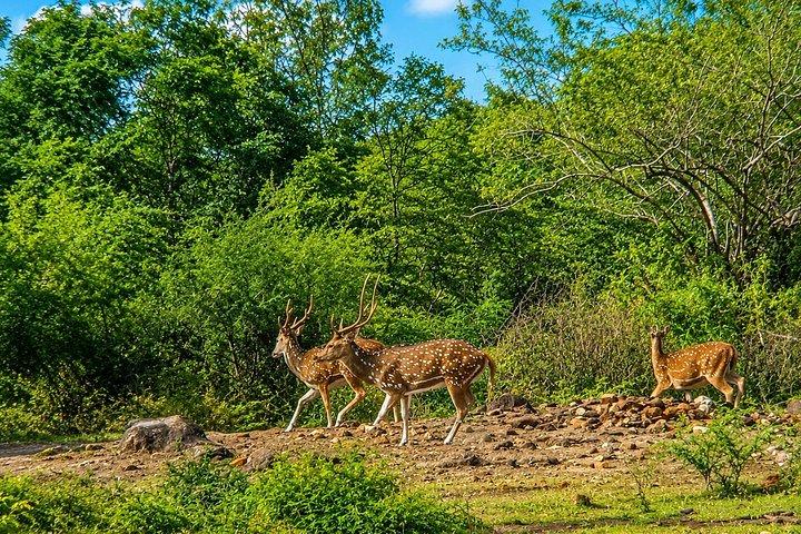 ミンネリア国立公園 プライベート象野生動物サファリ