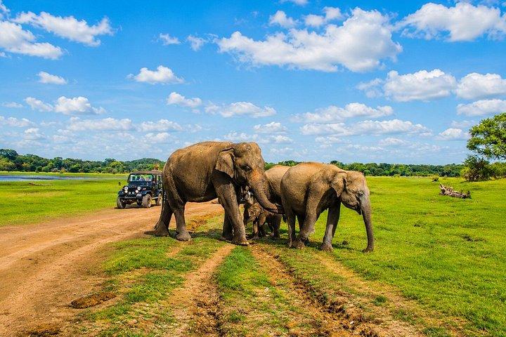 ミンネリア国立公園 プライベート象野生動物サファリ