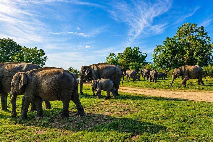 ミンネリア国立公園 プライベート象野生動物サファリ