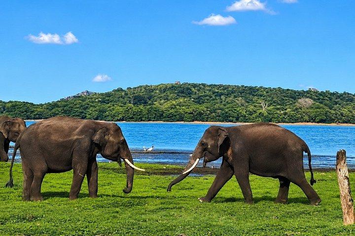 ミンネリア国立公園 プライベート象野生動物サファリ