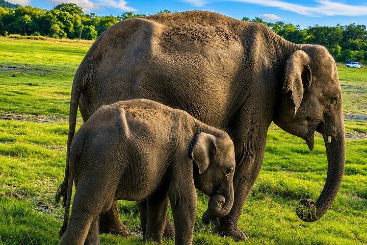 ミンネリア国立公園 プライベート象野生動物サファリ