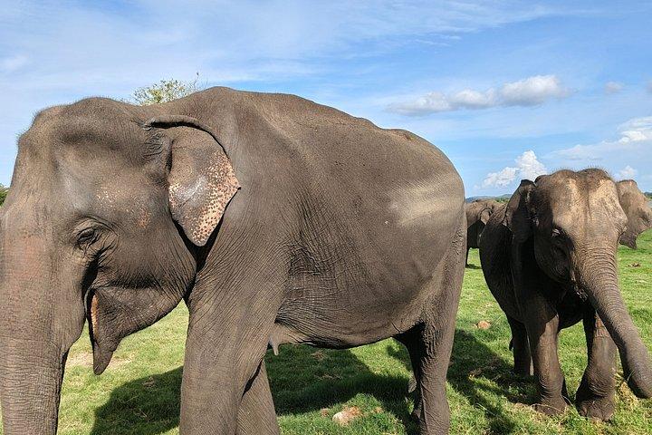 ミンネリア国立公園 プライベート象野生動物サファリ