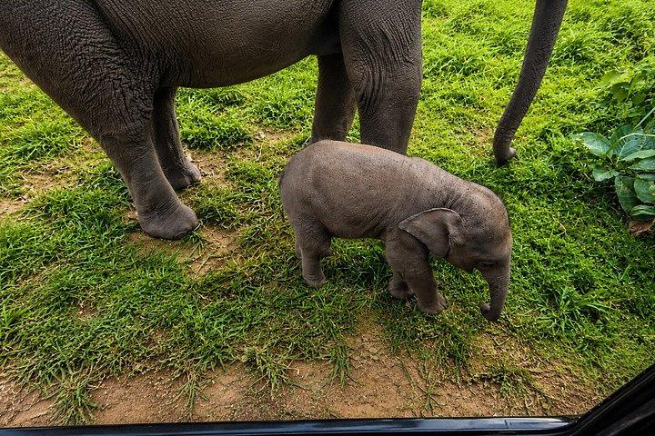 ミンネリア国立公園 プライベート象野生動物サファリ