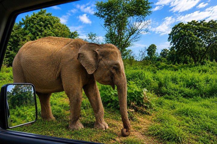 ミンネリア国立公園 プライベート象野生動物サファリ
