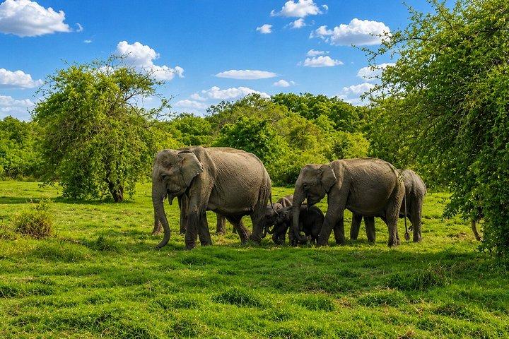 ミンネリア国立公園 プライベート象野生動物サファリ
