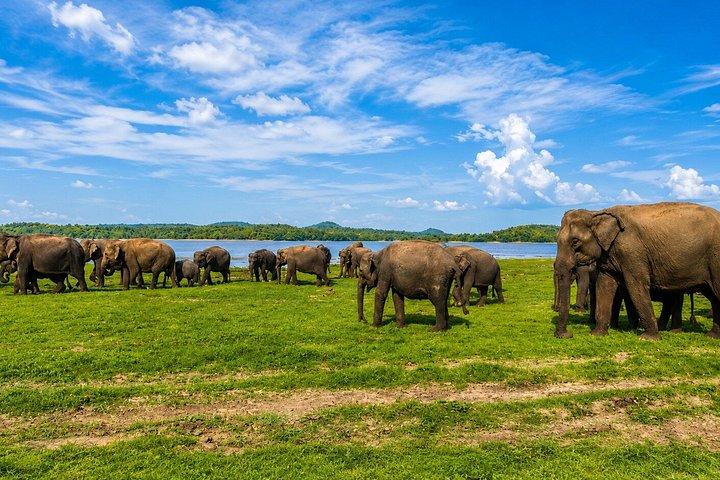 ミンネリア国立公園 プライベート象野生動物サファリ