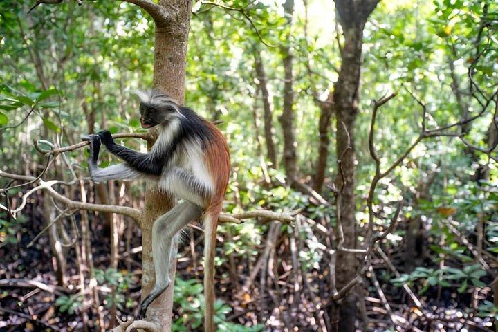 Zanzibar Jozani skov tur med Red Colobus Monkeys
