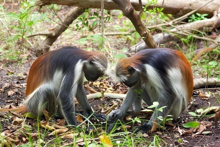 Zanzibar Jozani skov tur med Red Colobus Monkeys
