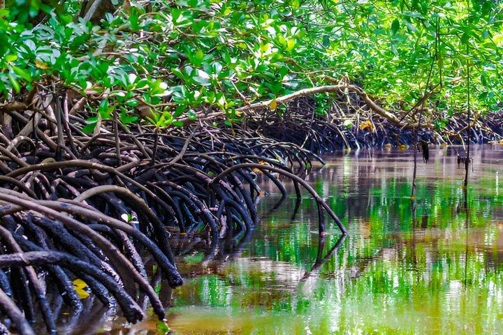 Zanzibar Jozani skov tur med Red Colobus Monkeys