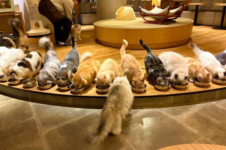 Tokyo Shinjuku Giant 3D, Cat Cafe & Yanaka Cat Town para amantes de gatos