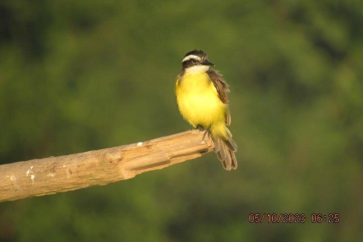 3-Day Guided Birding Tour from Iquitos | Brisa Tropical