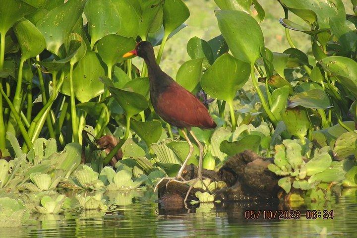 3-Day Guided Birding Tour from Iquitos | Brisa Tropical