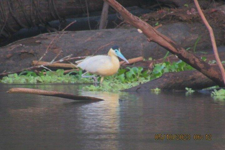 3-Day Guided Birding Tour from Iquitos | Brisa Tropical