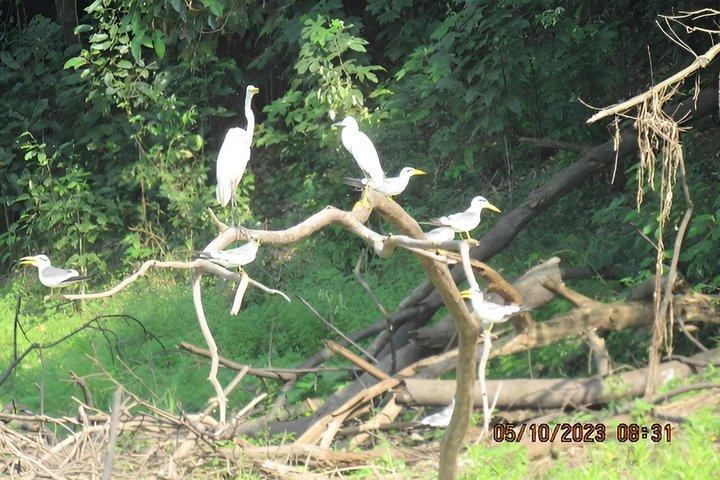 3-Day Guided Birding Tour from Iquitos | Brisa Tropical