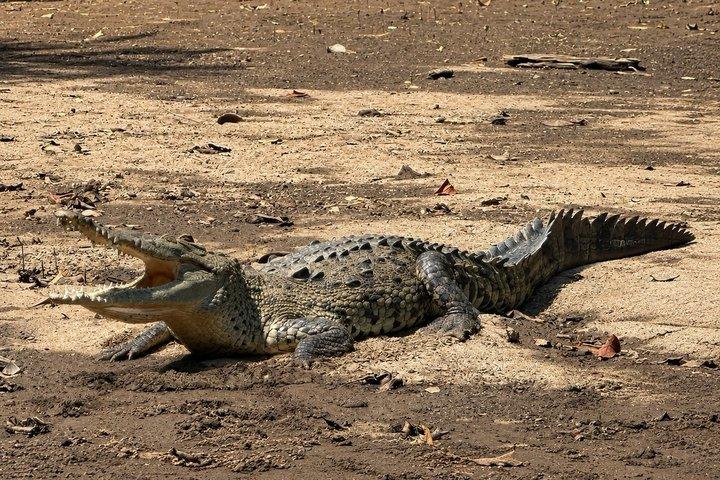 Tamarindo Mangrove-tur og observation af dyreliv