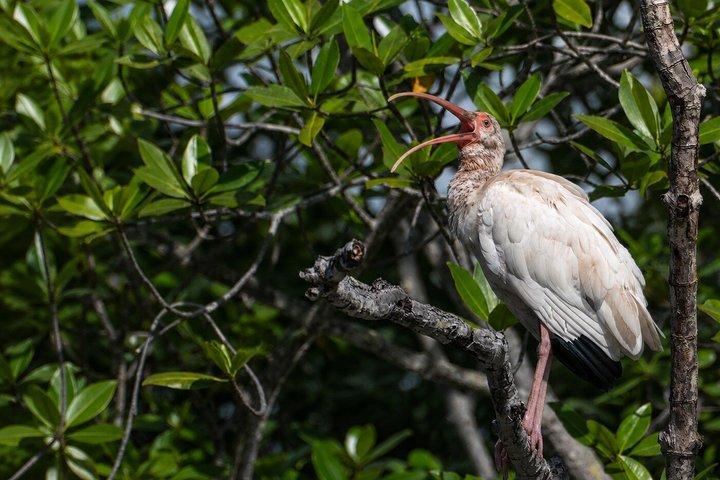 Tamarindo Mangrove-tur og observation af dyreliv