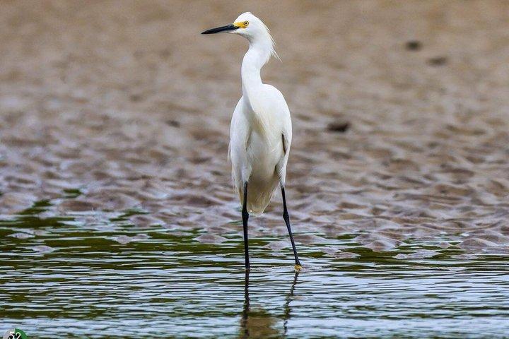 タマリンドのマングローブツアーと野生動物観察