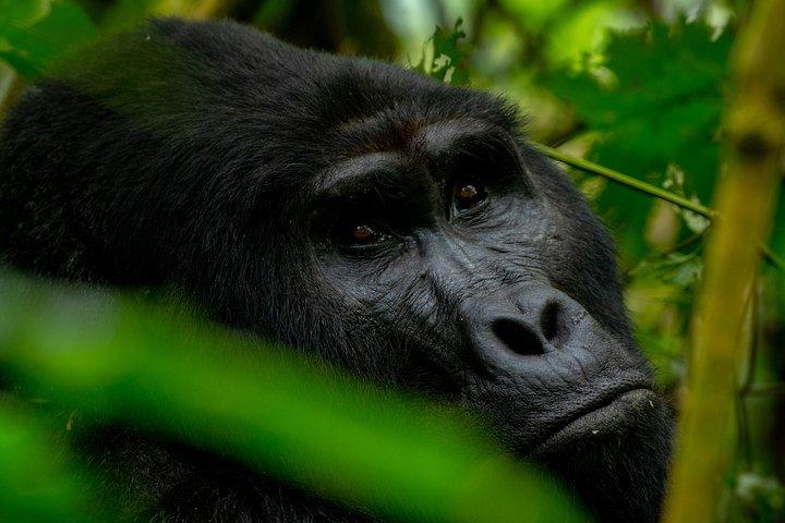 5 Day Chimpanzee and Gorilla Safari in Uganda