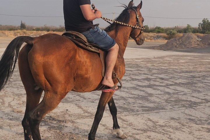 アガファイ、馬、四輪馬車、ディナーショーの初のコンボでユニークなもの