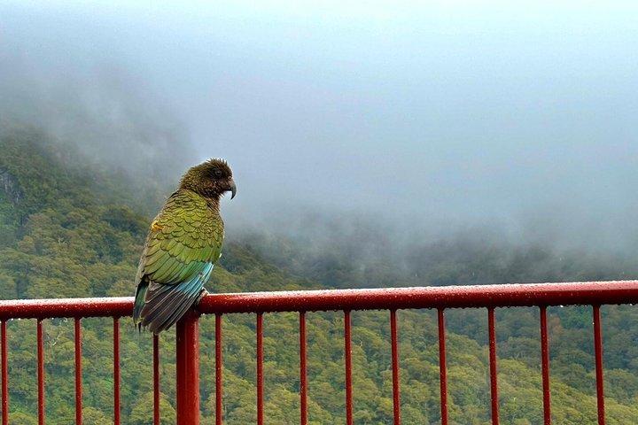 テアナウ発のプレミアム ミルフォード サウンド ツアー、クルーズ、ランチ