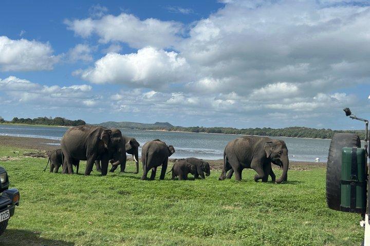 Minneriya Elephant Safari and Private Transfer to Kandy