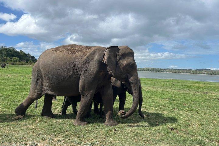 Minneriya olifantensafari en privétransfer naar Kandy