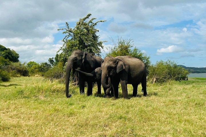 Minneriya olifantensafari en privétransfer naar Kandy