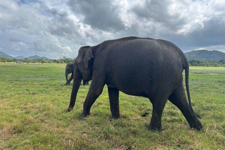Minneriya olifantensafari en privétransfer naar Kandy