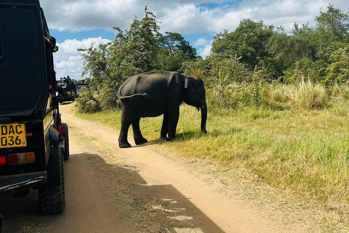 Minneriya olifantensafari en privétransfer naar Kandy