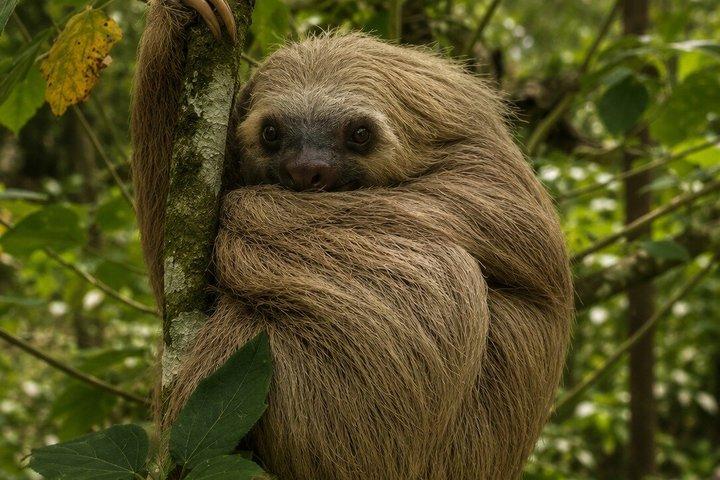 Monteverde Rescued Wildlife Sanctuary Tour
