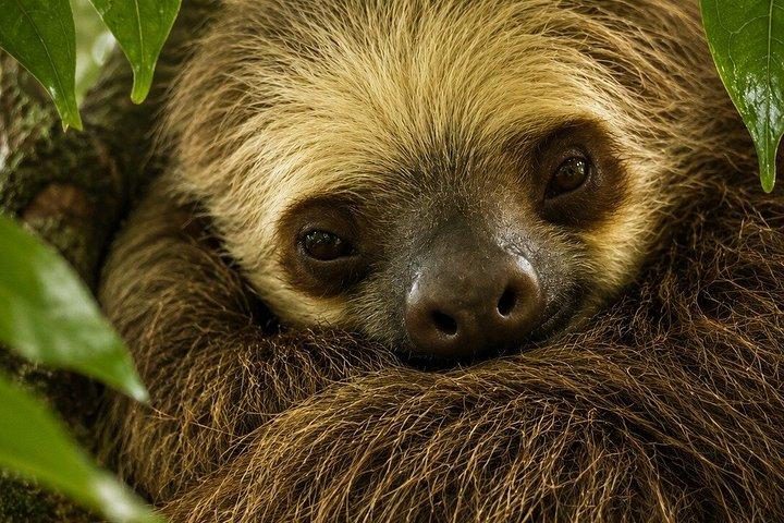 モンテベルデレスキュー野生動物保護区ツアー