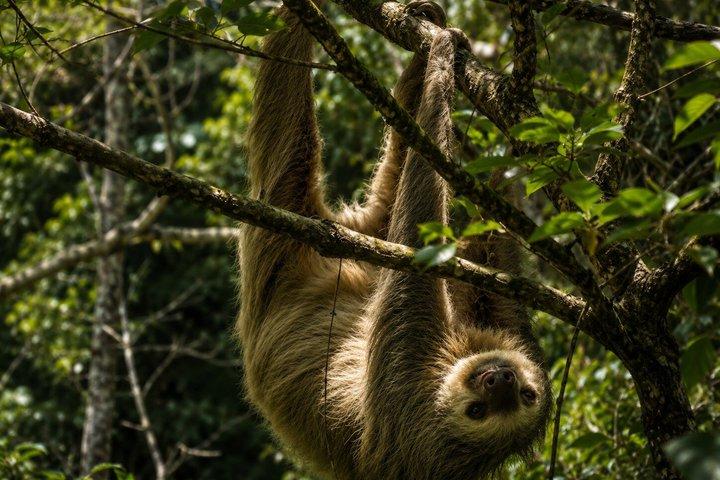 Monteverde Rescued Wildlife Sanctuary Tour