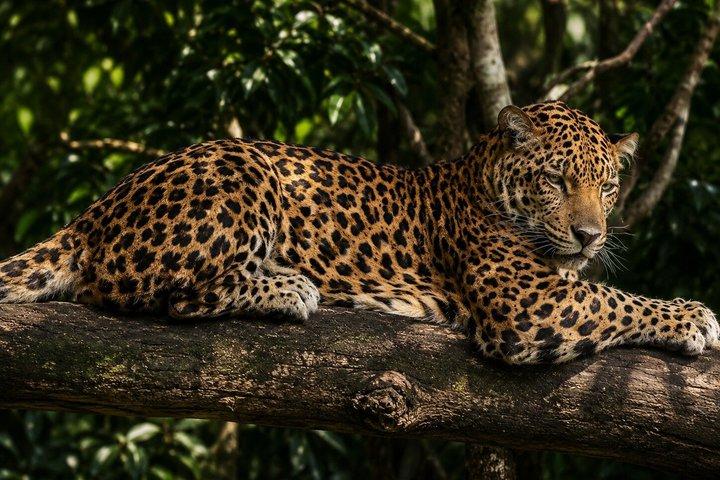 Monteverde Rescued Wildlife Sanctuary Tour