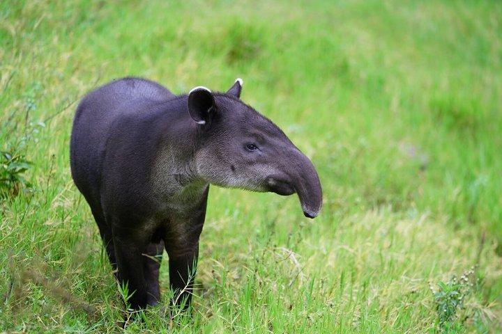 モンテベルデレスキュー野生動物保護区ツアー