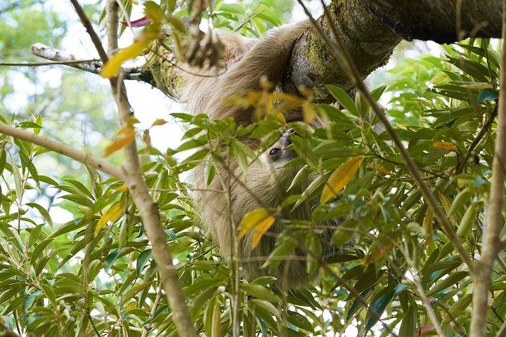 モンテベルデレスキュー野生動物保護区ツアー